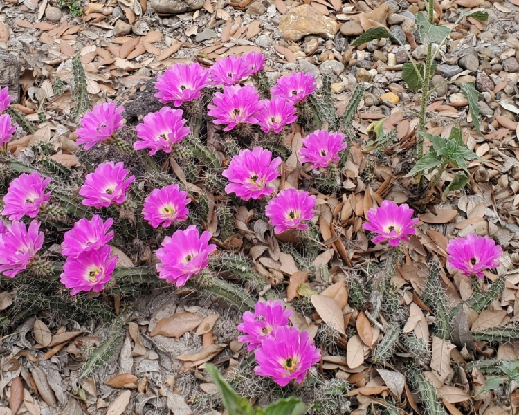 Файл:Echinocereus pentalophus ssp. procumbens 10.jpg