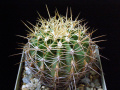 Ferocactus schwarzii 2.JPG