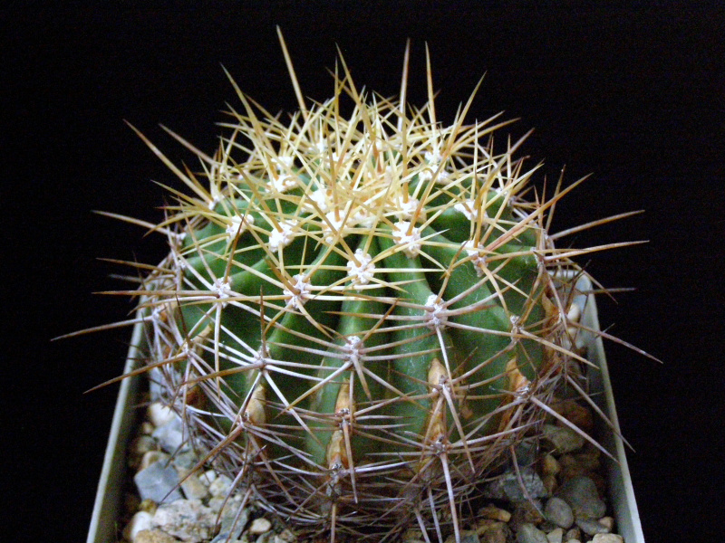 Файл:Ferocactus schwarzii 2.JPG