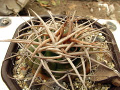 Gymnocalycium bayrianum 1.jpg