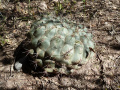 Gymnocalycium pflanzii ssp. argentinense 3.JPG