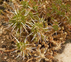 Maihuenia patagonica - wikipedia.jpg