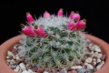 Mammillaria evermanniana 672.jpg