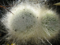 Mammillaria hahniana