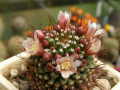 Mammillaria painteri 2.jpg
