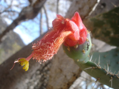 Nopalea auberi 0.jpg