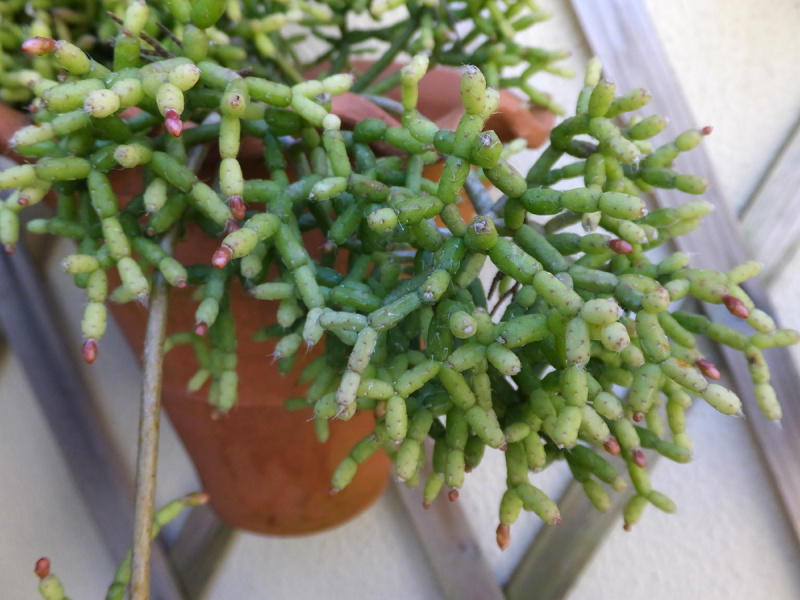 Файл:Rhipsalis cereuscula 2.jpg