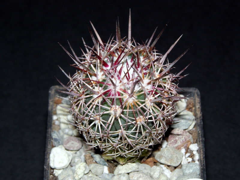 Файл:Sclerocactus johnsonii 2.JPG