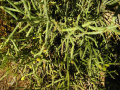 Cylindropuntia arbuscula 3.JPG