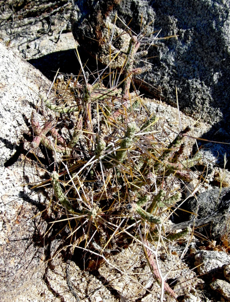 Файл:Cylindropuntia ramosissima 32.JPG