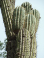 Echinopsis terscheckii 11.JPG