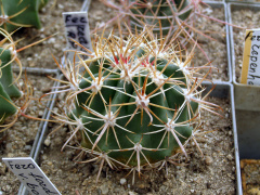 Ferocactus fordii ssp. borealis.JPG