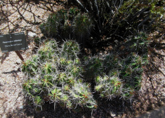 Ferocactus robustus 23.jpg