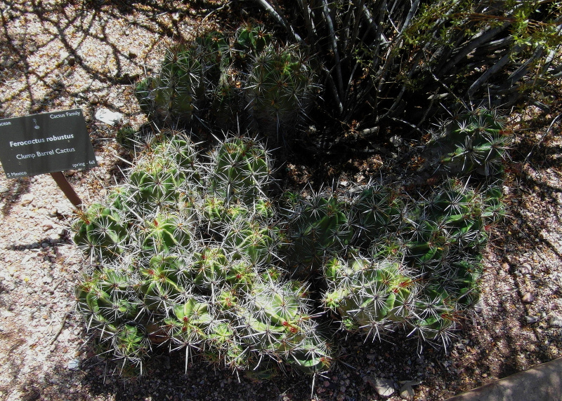 Файл:Ferocactus robustus 23.jpg