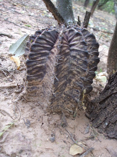 Gymnocalycium mihanovichii 1h.JPG