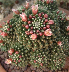 Mammillaria painteri 0.jpg
