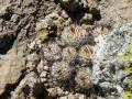 Mammillaria perezdelarosae 04.jpg