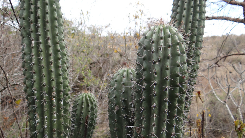 Файл:Neobuxbaumia scoparia 2.jpeg