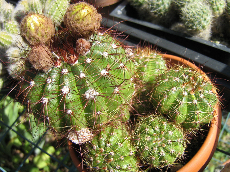 Файл:Parodia ottonis ssp. ottonis.JPG