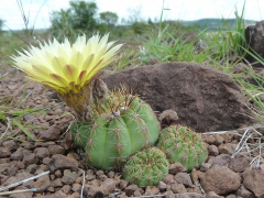 Parodia ottonis ssp. ottonis 6.JPG