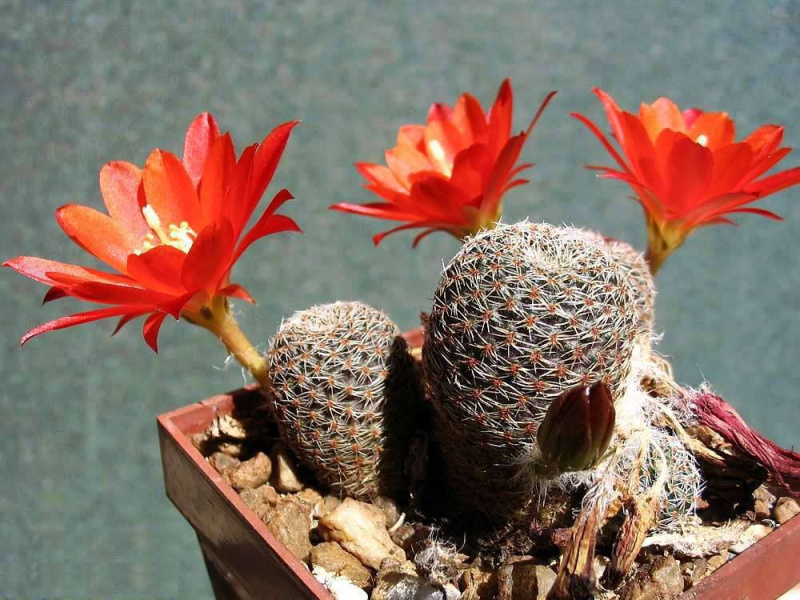 Файл:Rebutia albopectinata 1.jpg