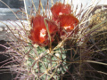 Sclerocactus uncinatus ssp. wrightii