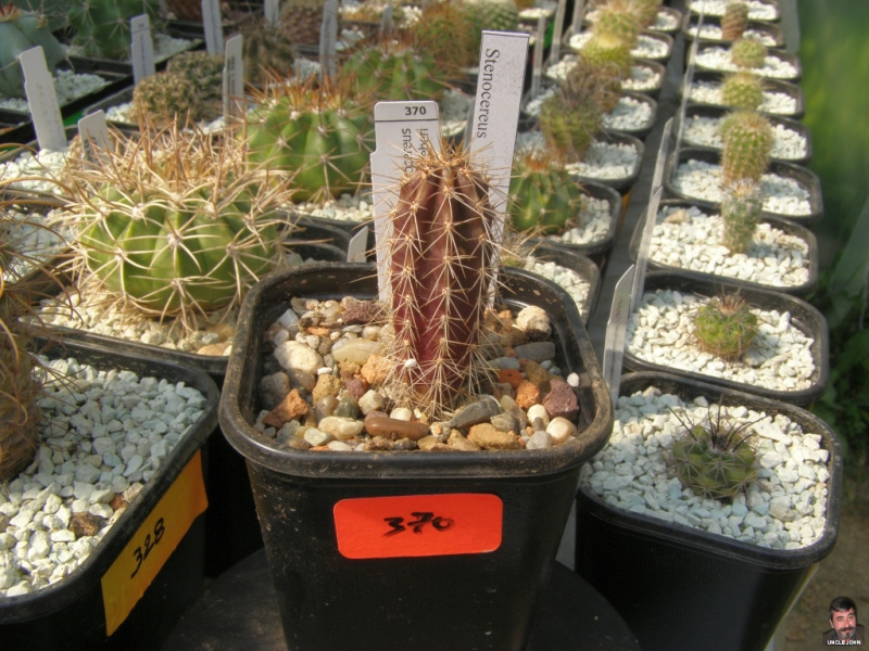 Файл:Stenocereus weberi.jpg