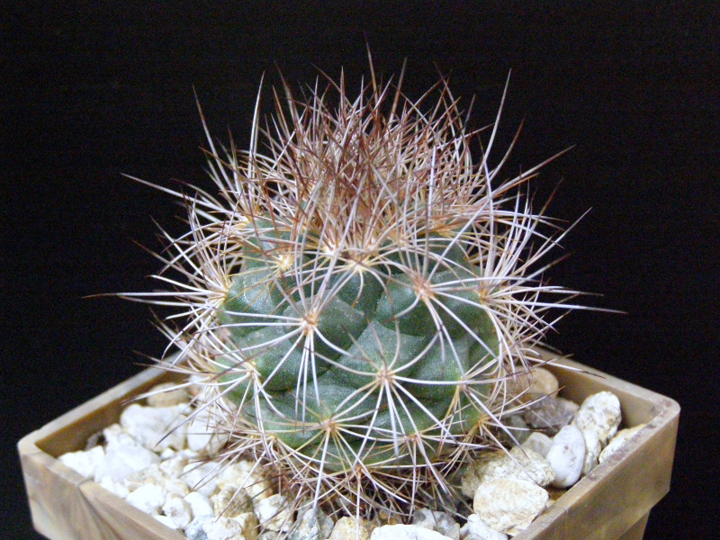 Файл:Acharagma aguirreanum.JPG