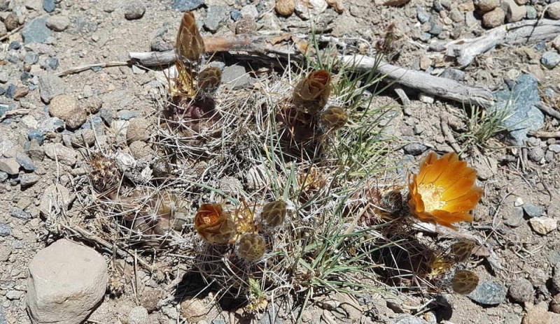 Файл:Austrocactus hibernus S1.jpg