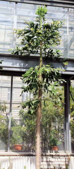 Brasiliopuntia brasiliensis Prague 2014 1.jpg