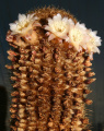 Coleocephalocereus pluricostatus
