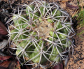Discocactus catingicola