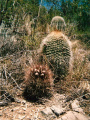 Echinopsis formosa ssp. formosa 4.jpg