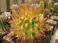 Echinopsis walteri.jpg