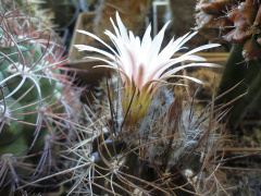 Eriosyce taltalensis ssp. pygmaea.jpg