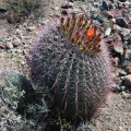 Ferocactus wislizeni