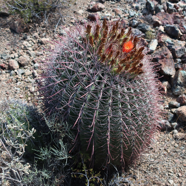 Файл:Ferocactus wislizeni 23.JPG