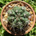 Gymnocalycium mostii var. valnicekianum 2.jpg