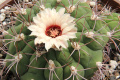 Gymnocalycium pflanzii ssp. pflanzii 4.jpg