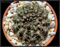 Gymnocalycium schroederianum 1.jpg
