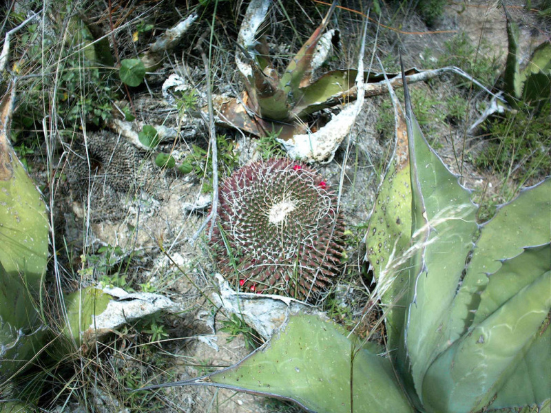 Файл:Mammillaria mystax 2.jpg
