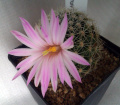 Mammillaria napina ML273
