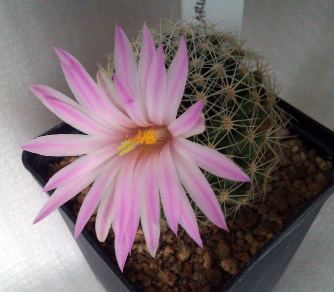 Файл:Mammillaria napina ML273.jpg