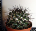 Mammillaria wagneriana 157.jpg