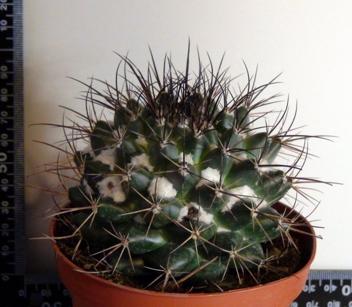 Файл:Mammillaria wagneriana 157.jpg