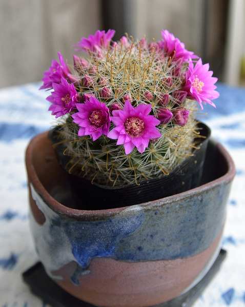 Файл:Mammillaria zeilmanniana 2.jpg