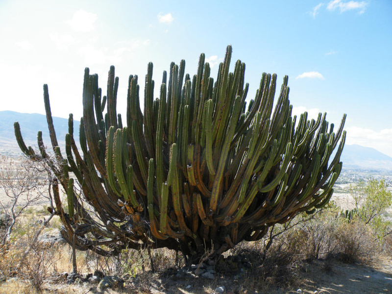 Файл:Myrtillocactus schenckii .jpg