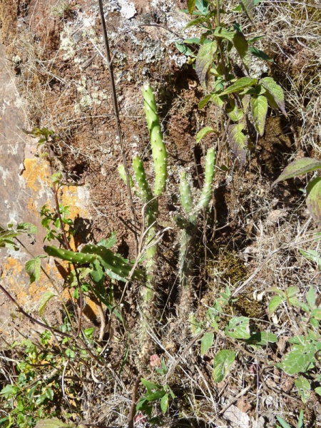 Файл:Opuntia schickendantzii 1.JPG
