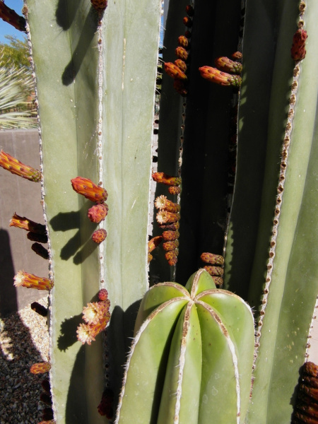 Файл:Pachycereus marginatus 5.JPG
