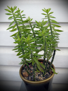 Pereskiopsis 4469.JPG